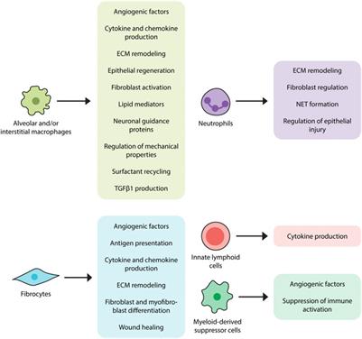 Evolving Perspectives on Innate Immune Mechanisms of IPF